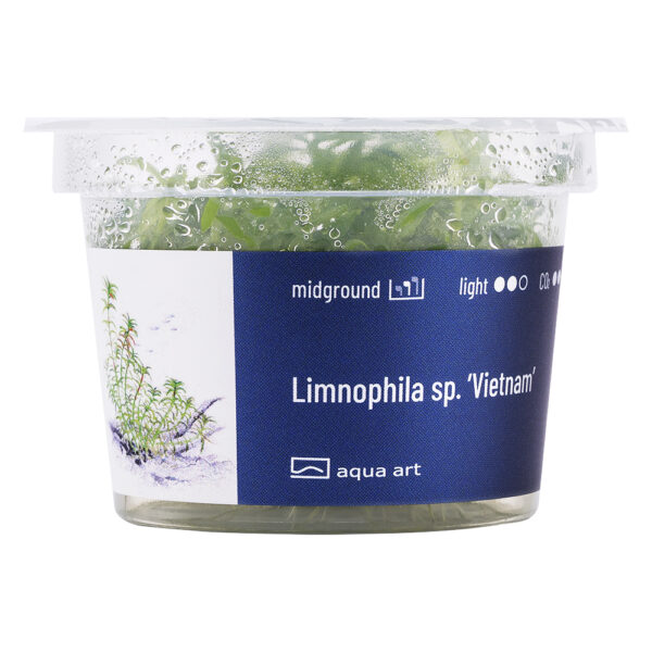 Biljka Limnophila sp "Vietnam" in vitro